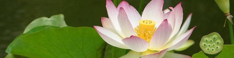 cropped-lotusflower1.jpg